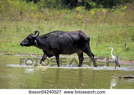 Water buffalo (Bubalis bubalis), adult female, running through water, grey heron (Ardea cinerea), Udawalawe National Park, Sri Lanka, Asia View Large Photo Image Stock Photo - Water buffalo (Bubalis bubalis), adult female, running through water, grey heron (Ardea cinerea), Udawalawe National Park, Sri Lanka, Asia. Fotosearch