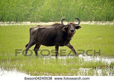 Water buffalo (Bubalis bubalis), adult female, running through shallow water, Bundala National Park, Sri Lanka, Asia View Large Photo Image Stock Photo - Water buffalo (Bubalis bubalis), adult female, running through shallow water, Bundala National Park, Sri Lanka, Asia. Fotosearch