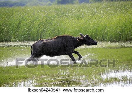 Water buffalo (Bubalis bubalis), adult, running through water, Bundala National Park, Sri Lanka, Asia View Large Photo Image Stock Photo - Water buffalo (Bubalis bubalis), adult, running through water, Bundala National Park, Sri Lanka, Asia. Fotosearch