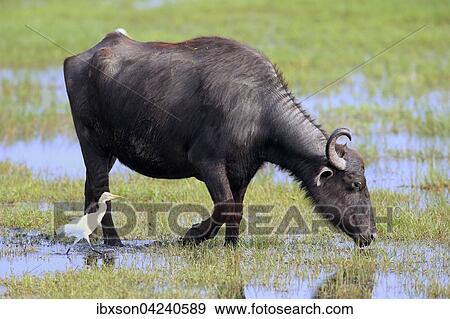 Water buffalo (Bubalis bubalis), adult in shallow water with cattle egrets (Bubulcus ibis), Bundala National Park, Sri Lanka, Asia View Large Photo Image Stock Photo - Water buffalo (Bubalis bubalis), adult in shallow water with cattle egrets (Bubulcus ibis), Bundala National Park, Sri Lanka, Asia. Fotosearch
