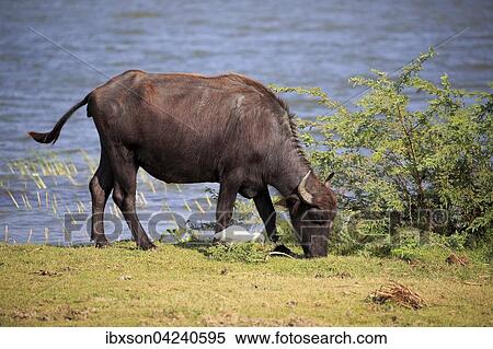 Water buffalo (Bubalis bubalis), adult eating on waterfront, cattle egrets (Bubulcus ibis), Bundala National Park, Sri Lanka, Asia View Large Photo Image Stock Photography - Water buffalo (Bubalis bubalis), adult eating on waterfront, cattle egrets (Bubulcus ibis), Bundala National Park, Sri Lanka, Asia. Fotosearch