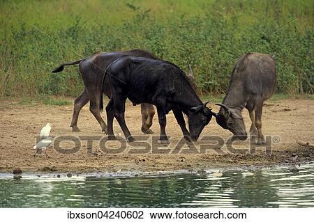 Water buffalo (Bubalis bubalis), adults fighting by water, cattle egrets (Bubulcus ibis), Bundala National Park, Sri Lanka, Asia View Large Photo Image Stock Image - Water buffalo (Bubalis bubalis), adults fighting by water, cattle egrets (Bubulcus ibis), Bundala National Park, Sri Lanka, Asia. Fotosearch