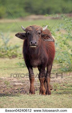 Water buffalo (Bubalis bubalis) calf, Bundala National Park, Sri Lanka, Asia View Large Photo Image Stock Image - Water buffalo (Bubalis bubalis) calf, Bundala National Park, Sri Lanka, Asia. Fotosearch