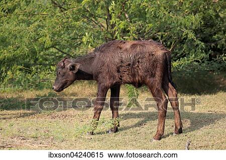 Water buffalo (Bubalis bubalis) calf, Bundala National Park, Sri Lanka, Asia View Large Photo Image Stock Photography - Water buffalo (Bubalis bubalis) calf, Bundala National Park, Sri Lanka, Asia. Fotosearch