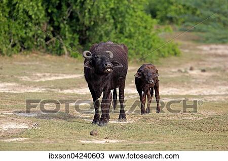 Water buffalo (Bubalis bubalis), mother with calf, Bundala National Park, Sri Lanka, Asia View Large Photo Image Stock Image - Water buffalo (Bubalis bubalis), mother with calf, Bundala National Park, Sri Lanka, Asia. Fotosearch