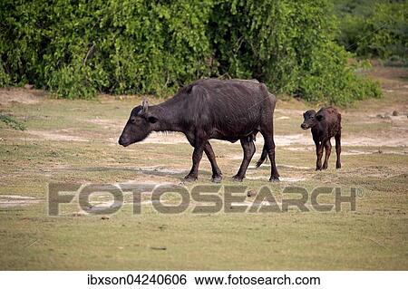 Water buffalo (Bubalis bubalis), mother with calf, Bundala National Park, Sri Lanka, Asia View Large Photo Image Stock Photograph - Water buffalo (Bubalis bubalis), mother with calf, Bundala National Park, Sri Lanka, Asia. Fotosearch