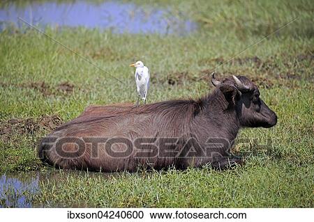 Water buffalo (Bubalis bubalis), juvenile calf resting with cattle egret on back (Bubulcus ibis), Bundala National Park, Sri Lanka, Asia View Large Photo Image Stock Image - Water buffalo (Bubalis bubalis), juvenile calf resting with cattle egret on back (Bubulcus ibis), Bundala National Park, Sri Lanka, Asia. Fotosearch