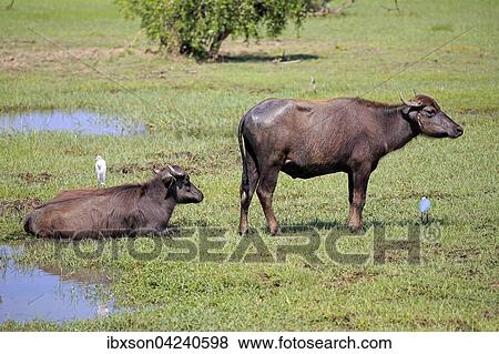 Water buffalo (Bubalis bubalis), two juvenile calves with cattle egrets (Bubulcus ibis), Bundala National Park, Sri Lanka, Asia View Large Photo Image Stock Photo - Water buffalo (Bubalis bubalis), two juvenile calves with cattle egrets (Bubulcus ibis), Bundala National Park, Sri Lanka, Asia. Fotosearch