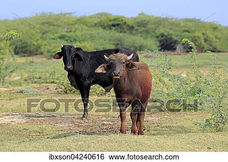 Water buffalo (Bubalus bubalis), young with domestic cattle, Bundala National Park, Sri Lanka, Asia View Large Photo Image Stock Photograph - Water buffalo (Bubalus bubalis), young with domestic cattle, Bundala National Park, Sri Lanka, Asia. Fotosearch