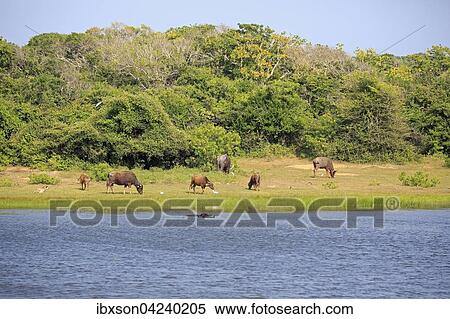 Stock Photography - Waterhole with water buffalo (bubalis bubalis), group, grazing, Bundala National Park, Sri Lanka, Asia. Fotosearch