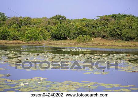 Waterhole with water lilies (Nymphaeaceae), flowering, Bundala National Park, Sri Lanka, Asia View Large Photo Image Stock Image - Waterhole with water lilies (Nymphaeaceae), flowering, Bundala National Park, Sri Lanka, Asia. Fotosearch