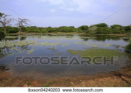 Stock Image - Waterhole with water lilies (Nymphaeaceae), flowering, Bundala National Park, Sri Lanka, Asia. Fotosearch