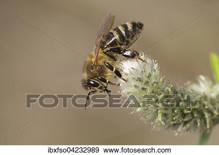 Stock Photo - Western honey bee or European honey bee (Apis mellifera) on a goat willow flower (Salix caprea), Thuringia, Germany, Europe. Fotosearch
