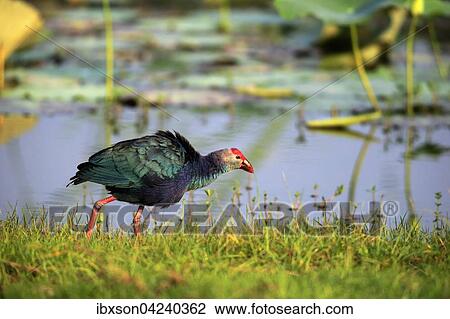 Western swamphen (Porphyrio porphyrio), adult by the water, Bundala National Park, Sri Lanka, Asia View Large Photo Image Stock Image - Western swamphen (Porphyrio porphyrio), adult by the water, Bundala National Park, Sri Lanka, Asia. Fotosearch