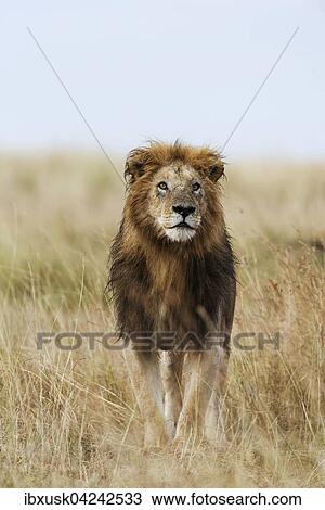 Wet lion (Panthera leo), male, Masai Mara, Narok County, Kenya, Africa View Large Photo Image Stock Image - Wet lion (Panthera leo), male, Masai Mara, Narok County, Kenya, Africa. Fotosearch