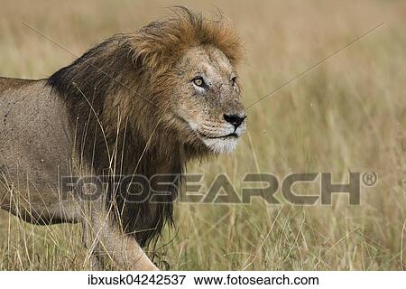 Wet lion (Panthera leo), male, Masai Mara, Narok County, Kenya, Africa View Large Photo Image Stock Photo - Wet lion (Panthera leo), male, Masai Mara, Narok County, Kenya, Africa. Fotosearch