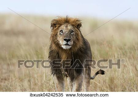 Wet lion (Panthera leo), male, Masai Mara, Narok County, Kenya, Africa View Large Photo Image Stock Photography - Wet lion (Panthera leo), male, Masai Mara, Narok County, Kenya, Africa. Fotosearch
