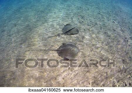 Whiptail Stingrays, Reticulate Whiprays or Honeycomb Stingrays (Himantura uarnak) swimming above sandy seabed, Red Sea, Marsa Alam, Abu Dabab, Egypt, Africa View Large Photo Image Stock Photography - Whiptail Stingrays, Reticulate Whiprays or Honeycomb Stingrays (Himantura uarnak) swimming above sandy seabed, Red Sea, Marsa Alam, Abu Dabab, Egypt, Africa. Fotosearch