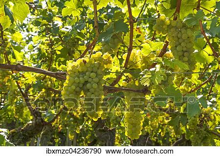 Stock Image - White grapes on vine, backlight, Kenzingen-Hecklingen, Baden-Wurttemberg, Germany, Europe. Fotosearch