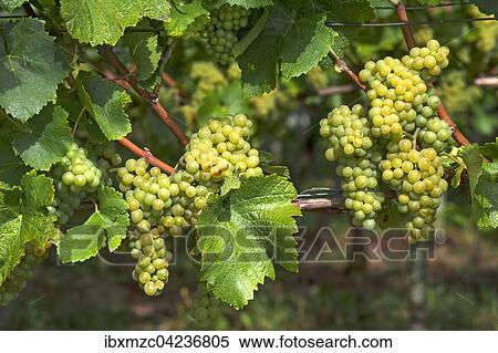 Stock Photography - White grapes on vine, Kenzingen-Hecklingen, Baden-Wurttemberg, Germany, Europe. Fotosearch