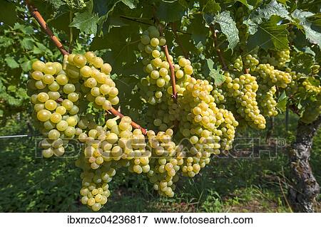 Stock Photo - White grapes on vines, Kenzingen-Hecklingen, Baden-Wurttemberg, Germany, Europe. Fotosearch