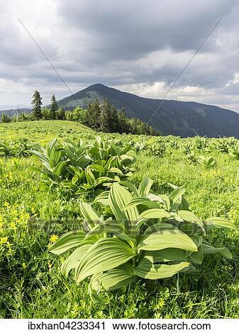 Stock Image - White hellebore (Veratrum album), Tyrnau, Styria, Austria, Europe. Fotosearch