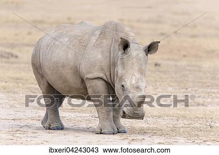 Stock Image - White Rhinoceros (Ceratotherium simum), Ol Pejeta Reserve, Kenya, Africa. Fotosearch