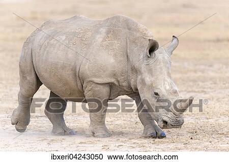White Rhinoceros (Ceratotherium simum), Ol Pejeta Reserve, Kenya, Africa View Large Photo Image Stock Image - White Rhinoceros (Ceratotherium simum), Ol Pejeta Reserve, Kenya, Africa. Fotosearch