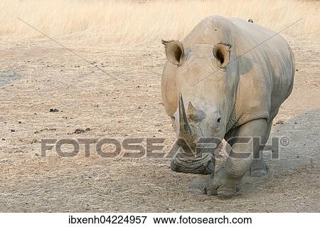 Stock Photo - White Rhinoceros (Ceratotherium simum), frontal view, Okapuka Ranch, District Windhoek, Namibia, Africa. Fotosearch