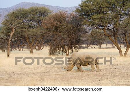 Stock Photo - White Rhinoceros (Ceratotherium simum), Okapuka Ranch, District Windhoek, Namibia, Africa. Fotosearch