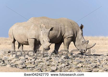 Stock Image - White rhinoceros or square-lipped rhinoceros (Ceratotherium simum), Ol Pejeta Reserve, Kenya, Africa. Fotosearch