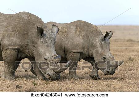Stock Image - White rhinoceros or square-lipped rhinoceros (Ceratotherium simum), Ol Pejeta Reserve, Kenya, Africa. Fotosearch