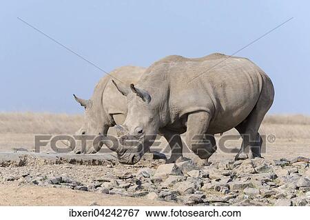 Stock Photo - White rhinoceros or square-lipped rhinoceros (Ceratotherium simum) drinking, Ol Pejeta Reserve, Kenya, Africa. Fotosearch