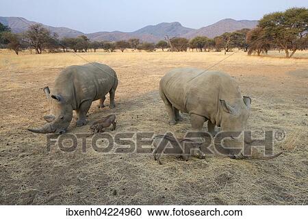 White rhinos (Ceratotherium simum) and warthogs (Phacochoerus africanus) grazing together, Okapuka Ranch, District Windhoek, Namibia, Africa View Large Photo Image Stock Image - White rhinos (Ceratotherium simum) and warthogs (Phacochoerus africanus) grazing together, Okapuka Ranch, District Windhoek, Namibia, Africa. Fotosearch