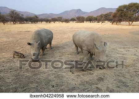 White rhinos (Ceratotherium simum) and warthogs (Phacochoerus africanus) grazing together, Okapuka Ranch, District Windhoek, Namibia, Africa View Large Photo Image Stock Photo - White rhinos (Ceratotherium simum) and warthogs (Phacochoerus africanus) grazing together, Okapuka Ranch, District Windhoek, Namibia, Africa. Fotosearch