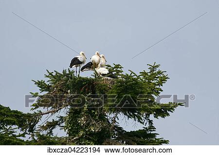 White storks (Ciconia ciconia) in the nest on broken spruce tree, Baden-Wurttemberg, Germany, Europe View Large Photo Image Picture - White storks (Ciconia ciconia) in the nest on broken spruce tree, Baden-Wurttemberg, Germany, Europe. Fotosearch