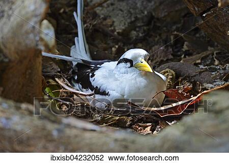 White-tailed Tropicbird (Phaethon lepturus lepturus), brooding in a hollow palm trunk, Cousin island, Seychelles, Africa View Large Photo Image Stock Image - White-tailed Tropicbird (Phaethon lepturus lepturus), brooding in a hollow palm trunk, Cousin island, Seychelles, Africa. Fotosearch