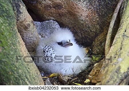 White-tailed Tropicbird (Phaethon lepturus lepturus), young in the nest, Cousin island, Seychelles, Africa View Large Photo Image Stock Image - White-tailed Tropicbird (Phaethon lepturus lepturus), young in the nest, Cousin island, Seychelles, Africa. Fotosearch