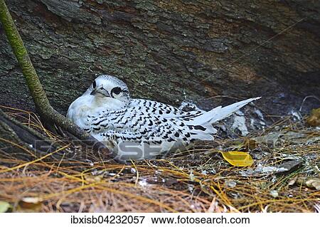 Stock Photo - White-tailed Tropicbird (Phaethon lepturus lepturus), semi-fledged young in the nest, Cousin island, Seychelles, Africa. Fotosearch