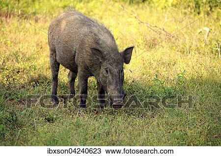 Wild boar (Sus scrofa affinis), Sri Lanka boar, adult, eating, Yala National Park, Sri Lanka, Asia View Large Photo Image Stock Image - Wild boar (Sus scrofa affinis), Sri Lanka boar, adult, eating, Yala National Park, Sri Lanka, Asia. Fotosearch