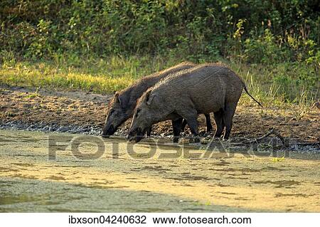 Wild boar (Sus scrofa affinis), Sri Lanka boar, couple by the water, drinking, Yala National Park, Sri Lanka, Asia View Large Photo Image Stock Image - Wild boar (Sus scrofa affinis), Sri Lanka boar, couple by the water, drinking, Yala National Park, Sri Lanka, Asia. Fotosearch