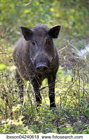 Wild boar (Sus scrofa affinis), Sri Lanka boar, adult, alert, Yala National Park, Sri Lanka, Asia View Large Photo Image Stock Photo - Wild boar (Sus scrofa affinis), Sri Lanka boar, adult, alert, Yala National Park, Sri Lanka, Asia. Fotosearch