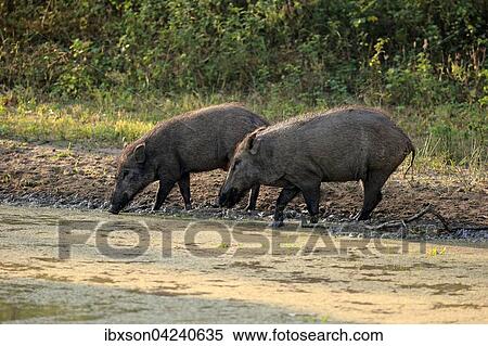 Wild boar (Sus scrofa affinis), Sri Lanka boar, couple by the water, drinking, Yala National Park, Sri Lanka, Asia View Large Photo Image Stock Photography - Wild boar (Sus scrofa affinis), Sri Lanka boar, couple by the water, drinking, Yala National Park, Sri Lanka, Asia. Fotosearch