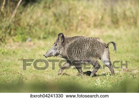 Wild boar (Sus scrofa), Salzachauen, Salzburg, Austria, Europe View Large Photo Image Stock Image - Wild boar (Sus scrofa), Salzachauen, Salzburg, Austria, Europe. Fotosearch