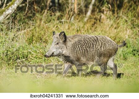 Wild boar (Sus scrofa), Salzachauen, Salzburg, Austria, Europe View Large Photo Image Stock Image - Wild boar (Sus scrofa), Salzachauen, Salzburg, Austria, Europe. Fotosearch