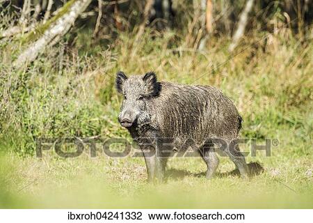 Wild boar (Sus scrofa), Salzachauen, Salzburg, Austria, Europe View Large Photo Image Stock Image - Wild boar (Sus scrofa), Salzachauen, Salzburg, Austria, Europe. Fotosearch