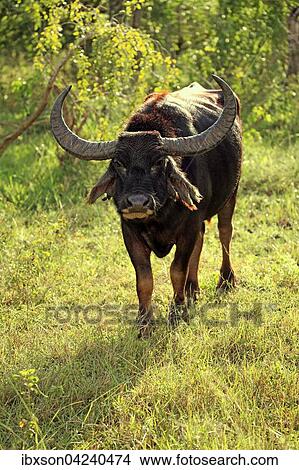 Picture - Wild water buffalo (Bubalus arnee), adult male, Yala National Park, Sri Lanka, Asia. Fotosearch