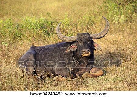 Wild water buffalo (Bubalus arnee), adult male, resting in grass, Yala National Park, Sri Lanka, Asia View Large Photo Image Stock Image - Wild water buffalo (Bubalus arnee), adult male, resting in grass, Yala National Park, Sri Lanka, Asia. Fotosearch