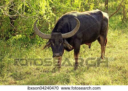 Stock Image - Wild water buffalo (Bubalus arnee), adult male, Yala National Park, Sri Lanka, Asia. Fotosearch