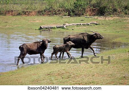 Wild water buffalo (Bubalus arnee), female with calf at water, Udawalawe National Park, Sri Lanka, Asia View Large Photo Image Stock Image - Wild water buffalo (Bubalus arnee), female with calf at water, Udawalawe National Park, Sri Lanka, Asia. Fotosearch